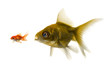The bigger fish tries to eat the small one.