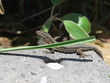 lézard
