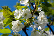 Frühling blühender Kirschzweig