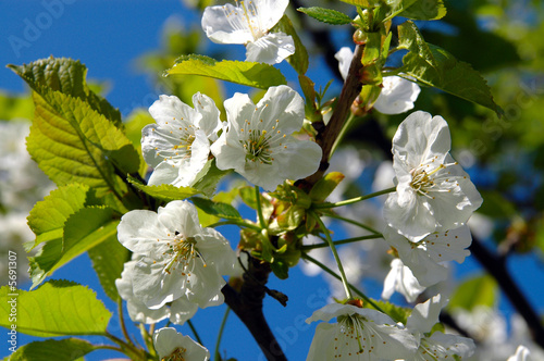 Photo: Frühling blühender Kirschzweig Frühling blühender Kirschzweig