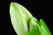 Foto: Bald Bald