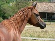 Minotor  dans son champs