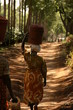 Uganda Coffee plant