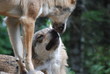 tendresse