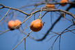 yellow Ripe Persimmon on tree branch