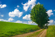 Summer landscape - tree near country road. Mazury, Poland.