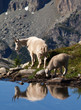 Mountain goat reflection