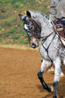 cheval