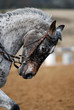 tete de cheval