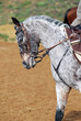 cheval