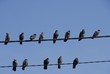 The pigeons