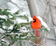 Cardinal bird