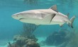 Photo en ligne au meilleur prix Shark