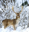 Fallow deer ( Dama dama ) Fallow deer ( Dama dama )