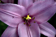 Purple Flower