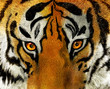 Tiger portrait