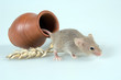 mouse mouse