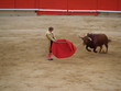 il toro ed il torero