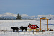 Rocky Mountain Winter