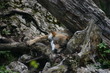 Loup endormi