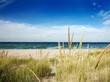path to beach with dune grass path to beach with dune grass