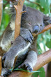 Koala Bear