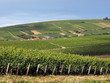 Vineyards in the loire valley france.