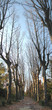 Lonely girl on platan path. Gagra park. Lonely girl on platan path. Gagra park.
