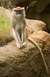 Patas Monkey Looking At Crowd