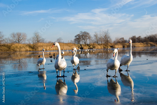 swans