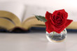 love of reading - rose and an open book