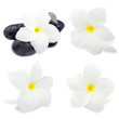 fleurs frangipanier