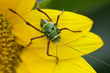Beatles, the armored corn cricket, Orthoptera family,