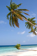 Maldivian sand beach and leaning coconut tree