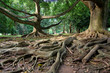 Primeval rainforest in Kandy, Sri Lanka Primeval rainforest in Kandy, Sri Lanka