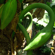 crosse de monstera