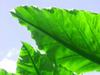 feuilles géantes du monstera