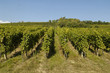 vignoble de marlenheim an alsace vignoble de marlenheim an alsace