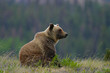 Sitting Grizzly Bear, near Haines, Alaska Sitting Grizzly Bear, near Haines, Alaska