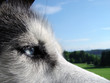 Photo: Husky Husky