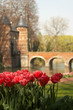 Patch of red tulips in the castle gardens of Groot Bijgaarden