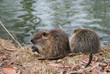 Bisamratte 14