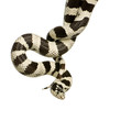 Corn Snake in front of a white background