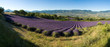 panoramique - champ de lavande Provencal