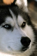Photo: husky husky