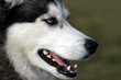 Photo: Husky Husky