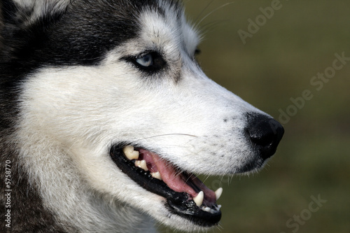 Photo: Husky Husky