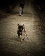 dog attacks