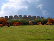 Herd of cows on autumn meadow in Restormel Herd of cows on autumn meadow in Restormel
