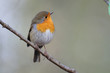 rouge gorge Erithacus rubecula rouge-gorge rougegorge